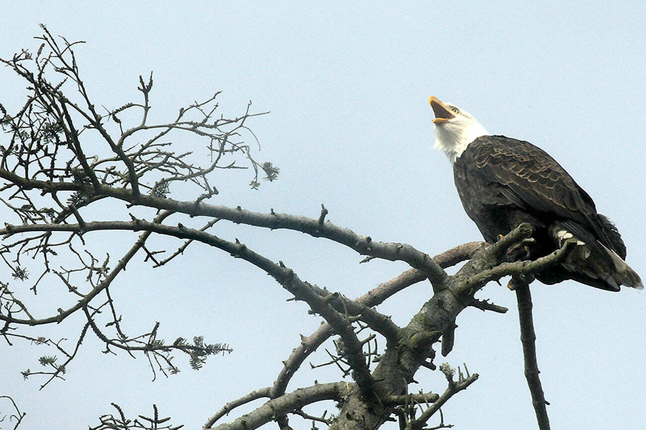 A bald eagle caws from the top of a tree on the bluff overlooking Dungeness Harbor along Marine Drive northwest of Sequim on Saturday. The bluff is a favored nesting place for eagles and is typically inhabited by several mating pairs. (Keith Thorpe/Peninsula Daily News)
