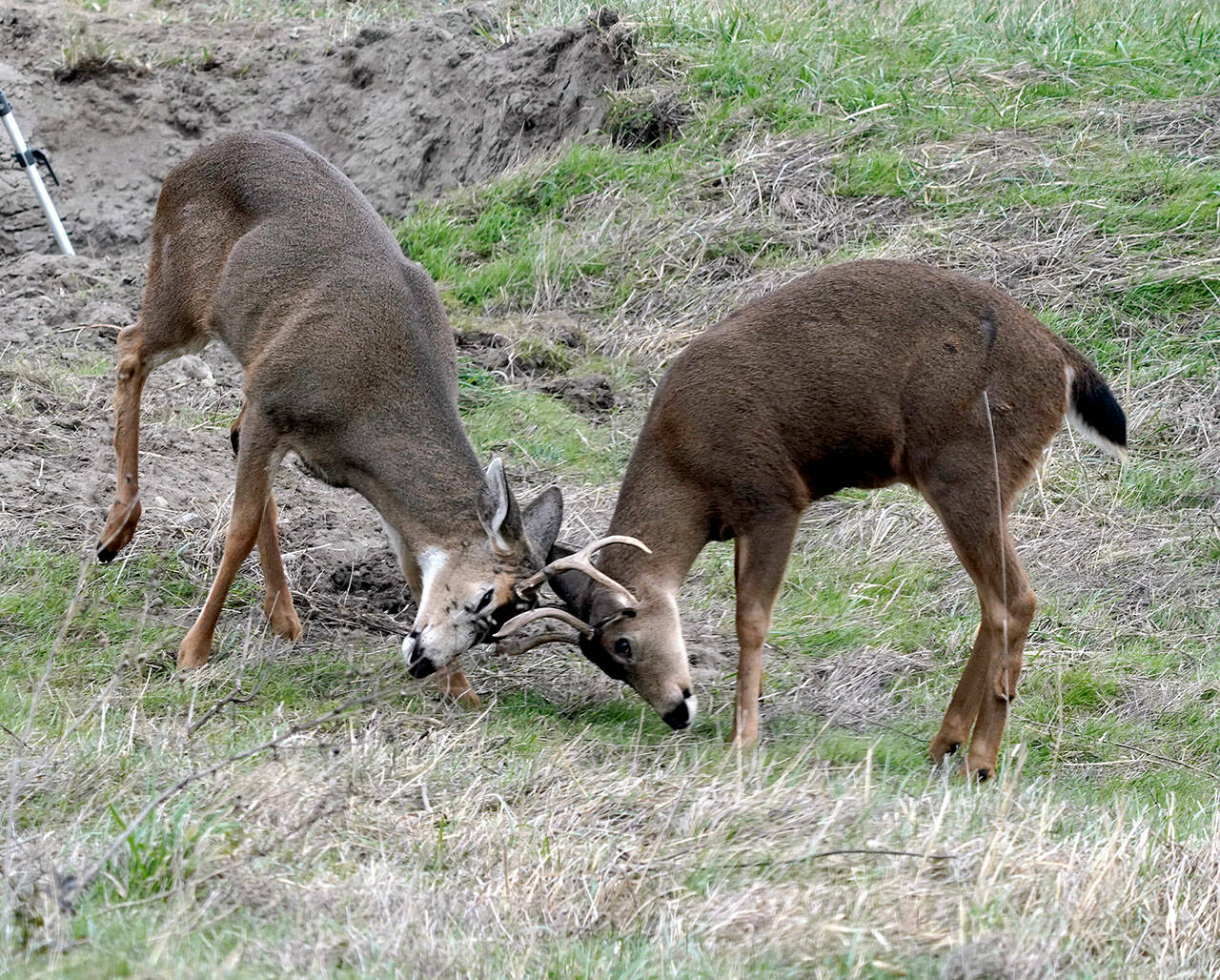 A pair of young stags face off in practice combat in a field in Port Townsend. (Steve Mullensky/for Peninsula Daily News)