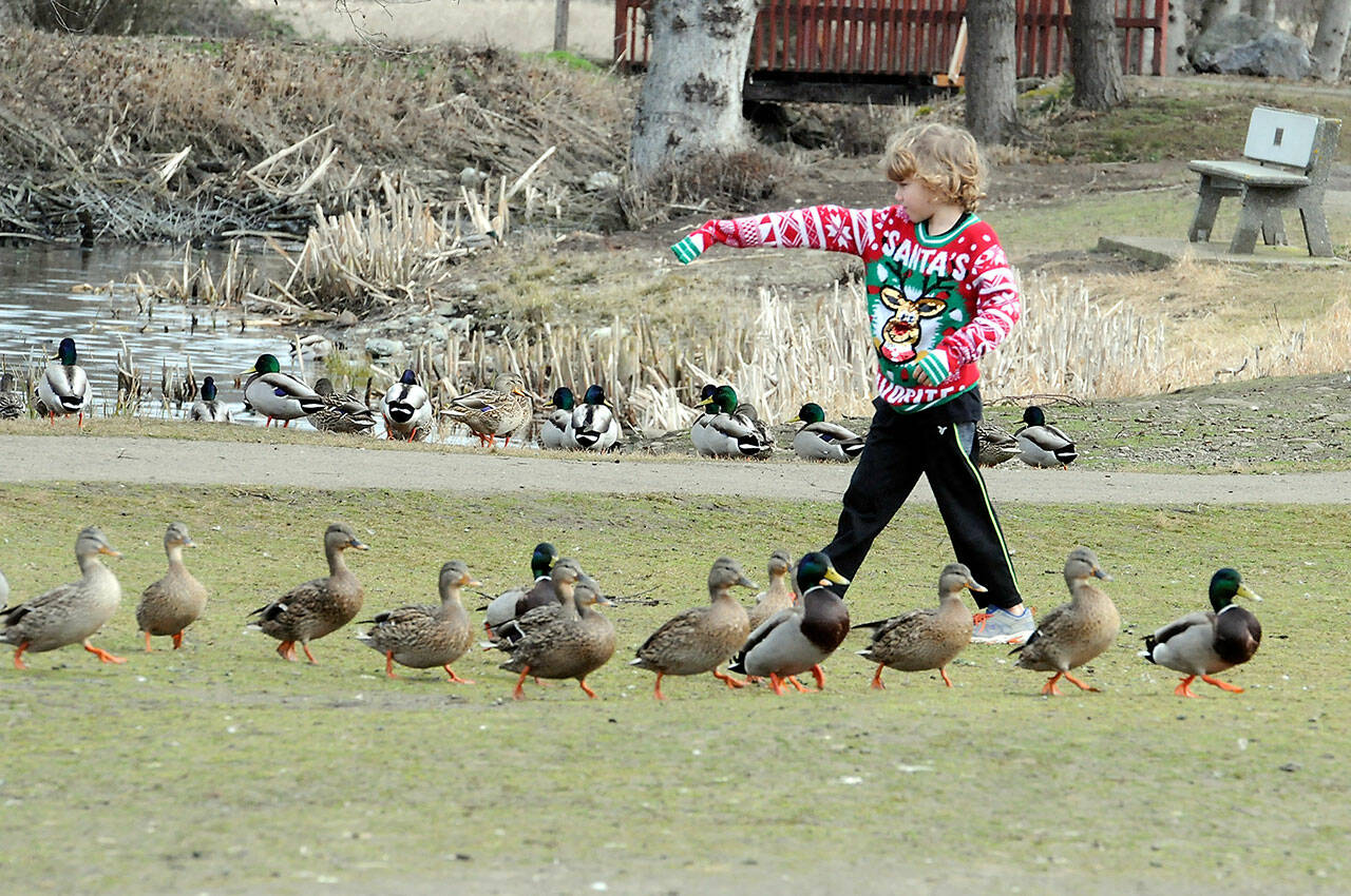 Holden Janssen, 7, of Port Townsend walks among a flock of ducks near the ponds at Carrie Blake Park in Sequim. The youngster was on a family outing to visit kid-friendly places in Clallam County. (Keith Thorpe/Peninsula Daily News)