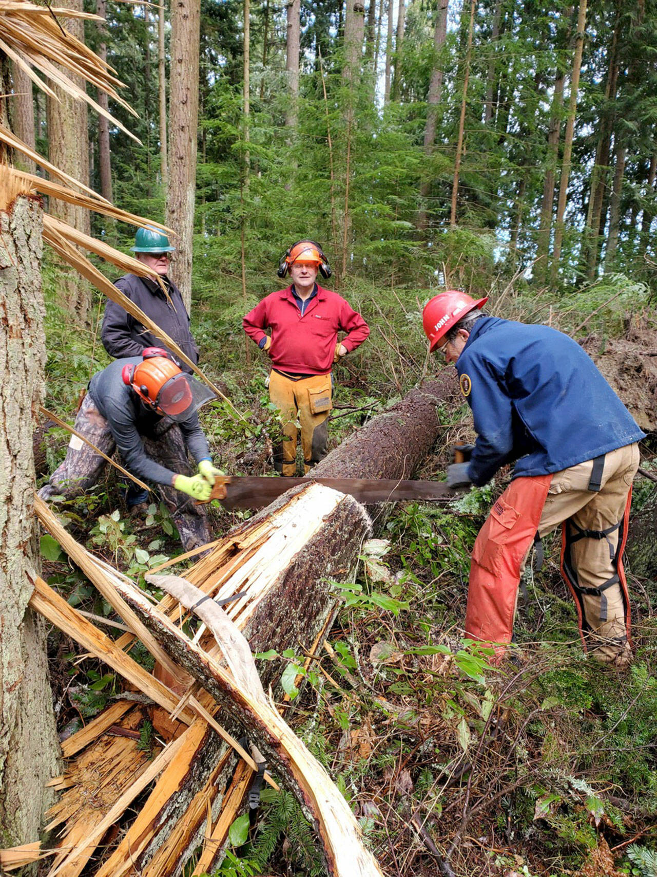 After Robin Hall County Park closed due to a November windstorm which fell a large amount of big trees — causing a dangerous situation to the public — BCH Peninsula Chapter member Tom Mix, left in green hat, led a Sawyer Training and Certification Day at the park. Here, members are taught techniques for using a cross-cut saw. Training also included using a chainsaw. (Photo by Donna Hollatz)