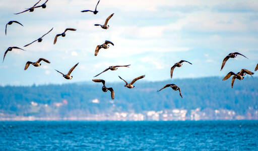 With Whidbey Island as a backdrop, a flock of brants, small geese, turns into the wind before landing in the Salish Sea at Point Hudson. The brants winter along temperate zone seacoasts and breed in the high Arctic tundra. (Steve Mullensky/for Peninsula Daily News)
