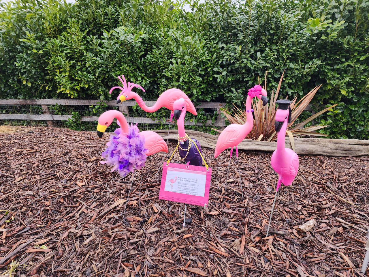Submitted photo
Keep an eye out for these plastic flamingo fundraisers in the coming weeks. Parents of the Sequim High Class of 2023 are raising funds for the class’ safe and sober graduation party.