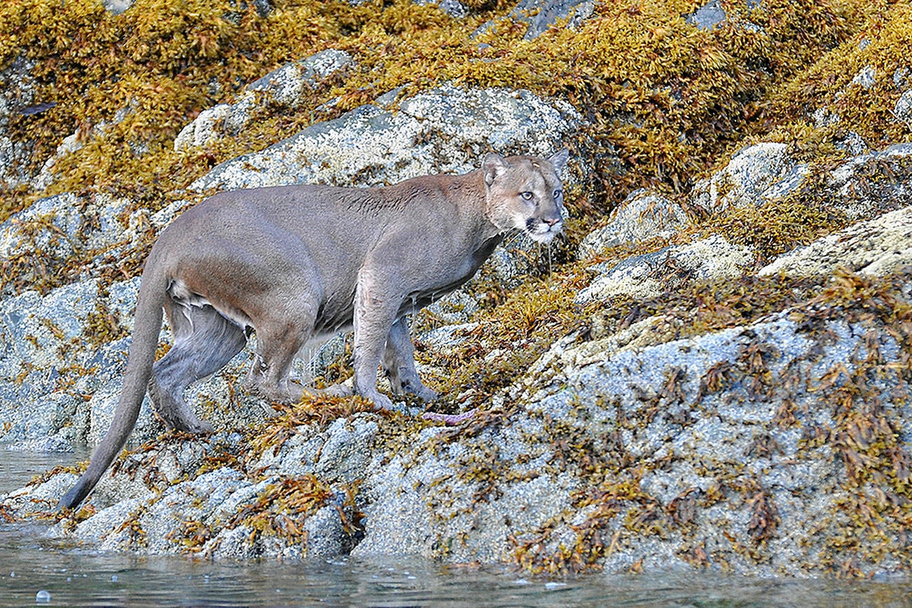 A cougar was spotted swimming near Vancouver Island in 2020, and researchers have found that the cats can potentially swim up to 2 kilometers, allowing them to reach more than half the islands in Puget Sound. (Courtesy photo/Tim Melling, Panthera)