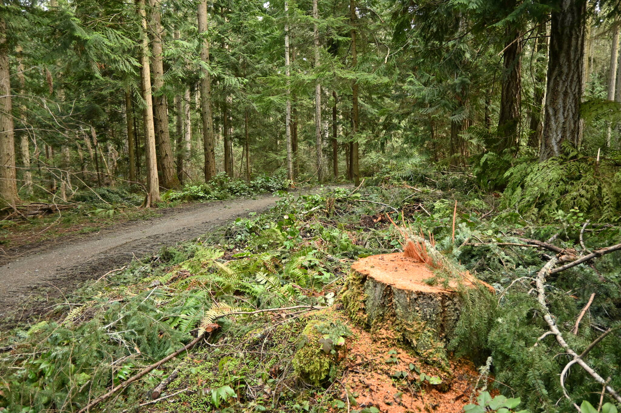 Robin Hill Farm County Park has been reopened after a three-month closure to clear trails of fallen tees and debris. (Michael Dashiell/Olympic Peninsula News Group)