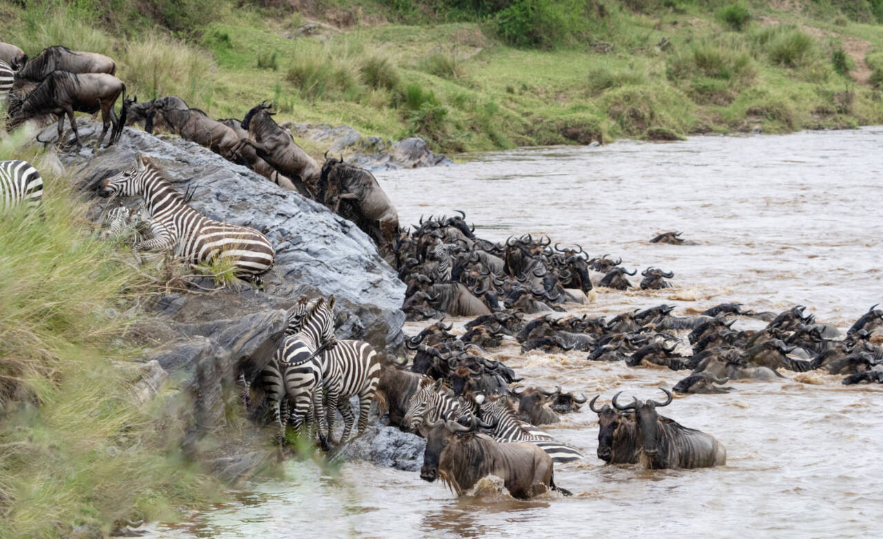 Wildebeests and zebras cross the Mara River in Kenya. (Suzanne Anaya)