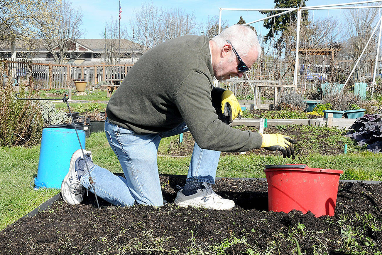 KEITH THORPE/PENINSULA DAILY NEWS
Tom McGraw of Port Angeles pulls weeds from a plot in the Fifth Street Community Garden in Port Angeles on Tuesday. With the first day of spring less than a week away, many gardeners are starting the process of preparing for the upcoming growing season.