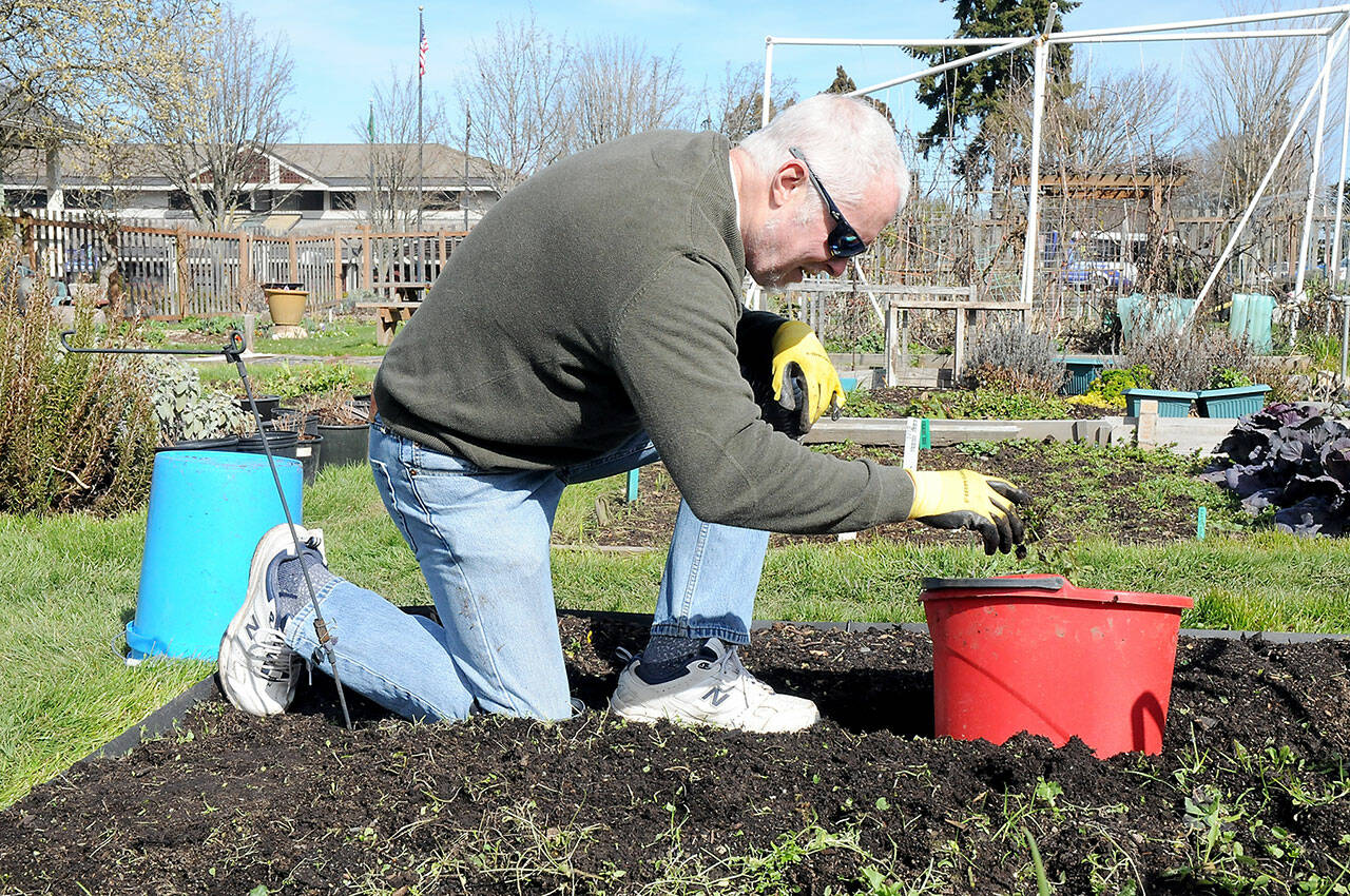 Tom McGraw of Port Angeles pulls weeds from a plot in the Fifth Street Community Garden in Port Angeles on Tuesday. (KEITH THORPE/PENINSULA DAILY NEWS)