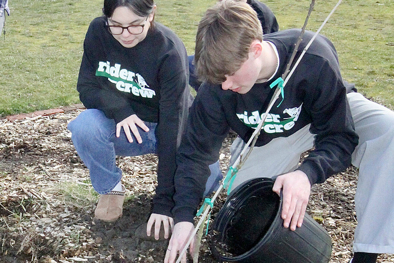 Aubree Hebert, left, and Finn Thompson of Port Angeles High School plant a small tree on their campus on Wednesday, a beautification day for the school. Giant letters P and A were carved out and lined with bricks. The project was led by the Rider Crew, led by Adam Logan, and the Interact Club, with Angie Gooding as the advisor. More than 100 students were enthusiastically involved, and they intend to continue the work next week. Port Angeles School District Superintendent Marty Brewer attended also. Trees were donated by the Clallam County Conservation Society. Landscaping was designed by a student, Scarlett Fulton. (Dave Logan/for Peninsula Daily News)