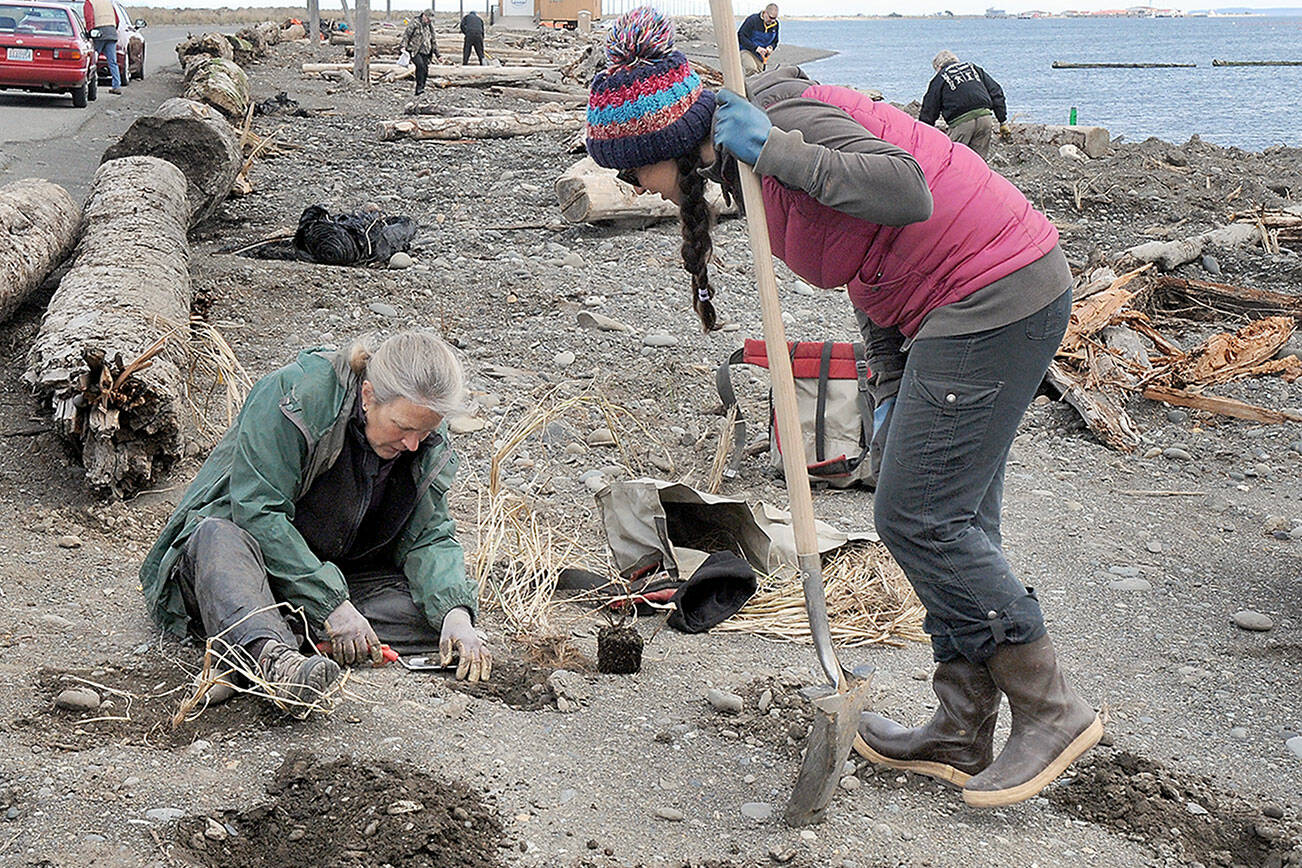 KEITH THORPE/PENINSULA DAILY NEWS
Volunter Janis Burger of Port Angeles, left, plants American dune grass as Allyce Miller, revetation manage for the Lower Elwha Klallam Tribe, looks on during a planting session at a newly-restored section of beach on Ediz Hook in Port Angeles on Thursday. Nearly a dozen volunteers added their efforts to replant native grasses and other beach vegetation through a joint project of the tribe and the Clallam Conservation District.