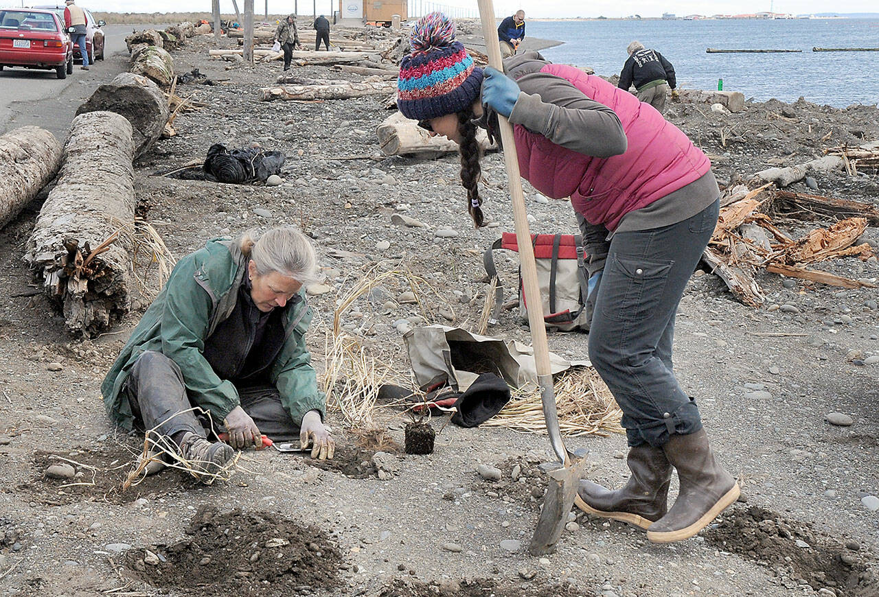 Volunteer Janis Burger of Port Angeles, left, plants American dune grass as Allyce Miller, revegetation manager for the Lower Elwha Klallam Tribe, looks on during a planting session at a newly-restored section of beach on Ediz Hook in Port Angeles on Thursday. (KEITH THORPE/PENINSULA DAILY NEWS)
