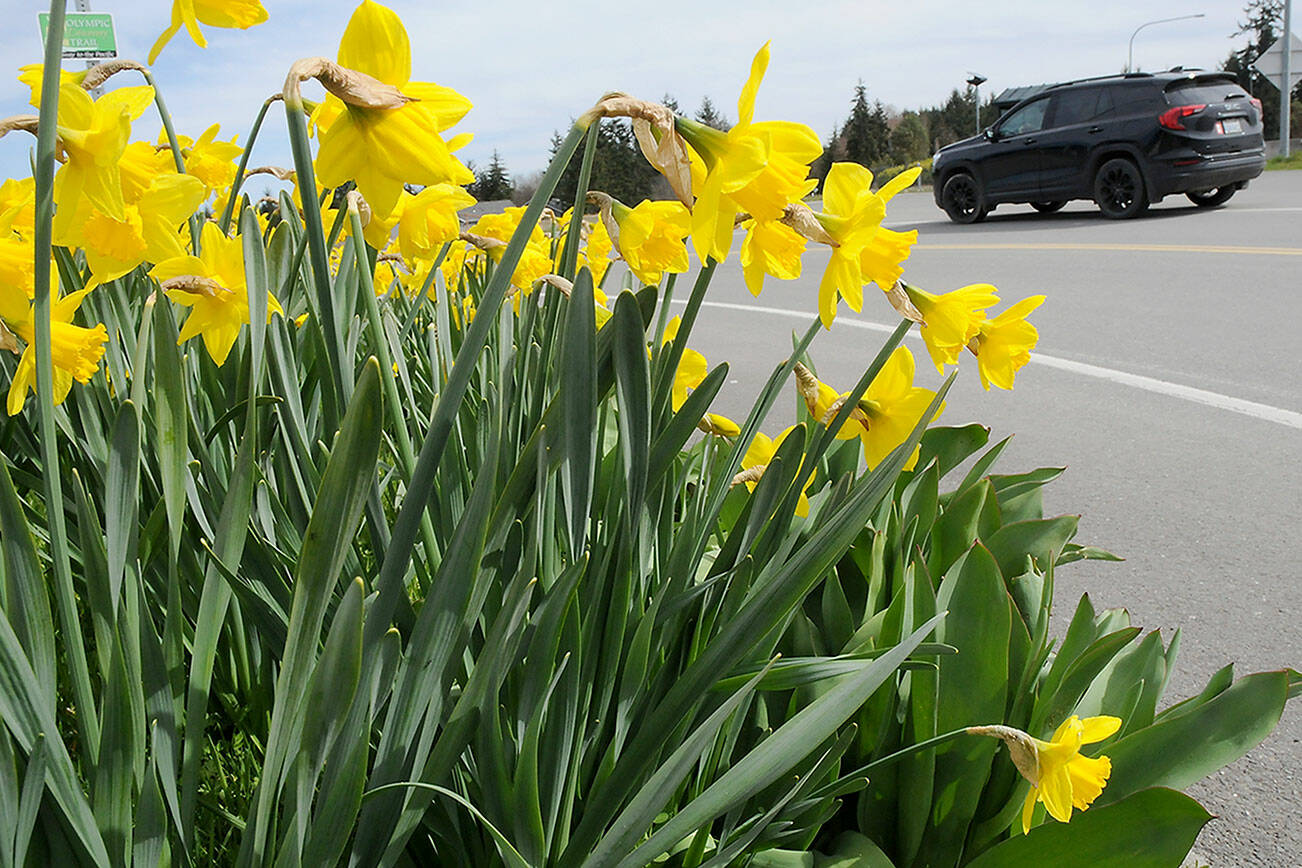 KEITH THORPE/PENINSULA DAILY NEWS
A bed of daffodils blooms at the U.S. 101 Deer Park Rest Area on Tuesday as spring gets into full swing on the North Olympic Peninsula. As the days get longer and temperatures moderate, a wide variety of flowers and other plants are coming into blossom as nature wakes from winter slumber.