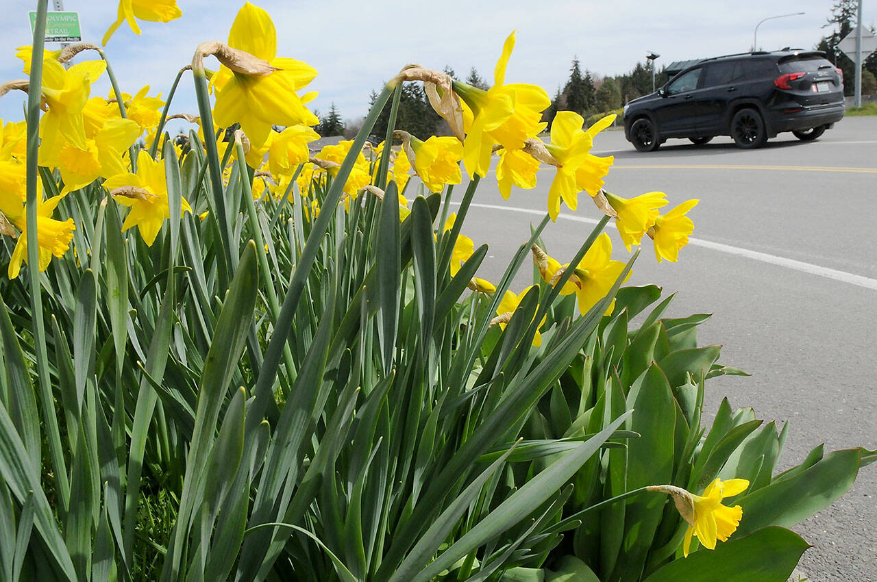 A bed of daffodils blooms at the U.S. 101 Deer Park Rest Area on Tuesday as spring gets into full swing on the North Olympic Peninsula. (KEITH THORPE/PENINSULA DAILY NEWS)