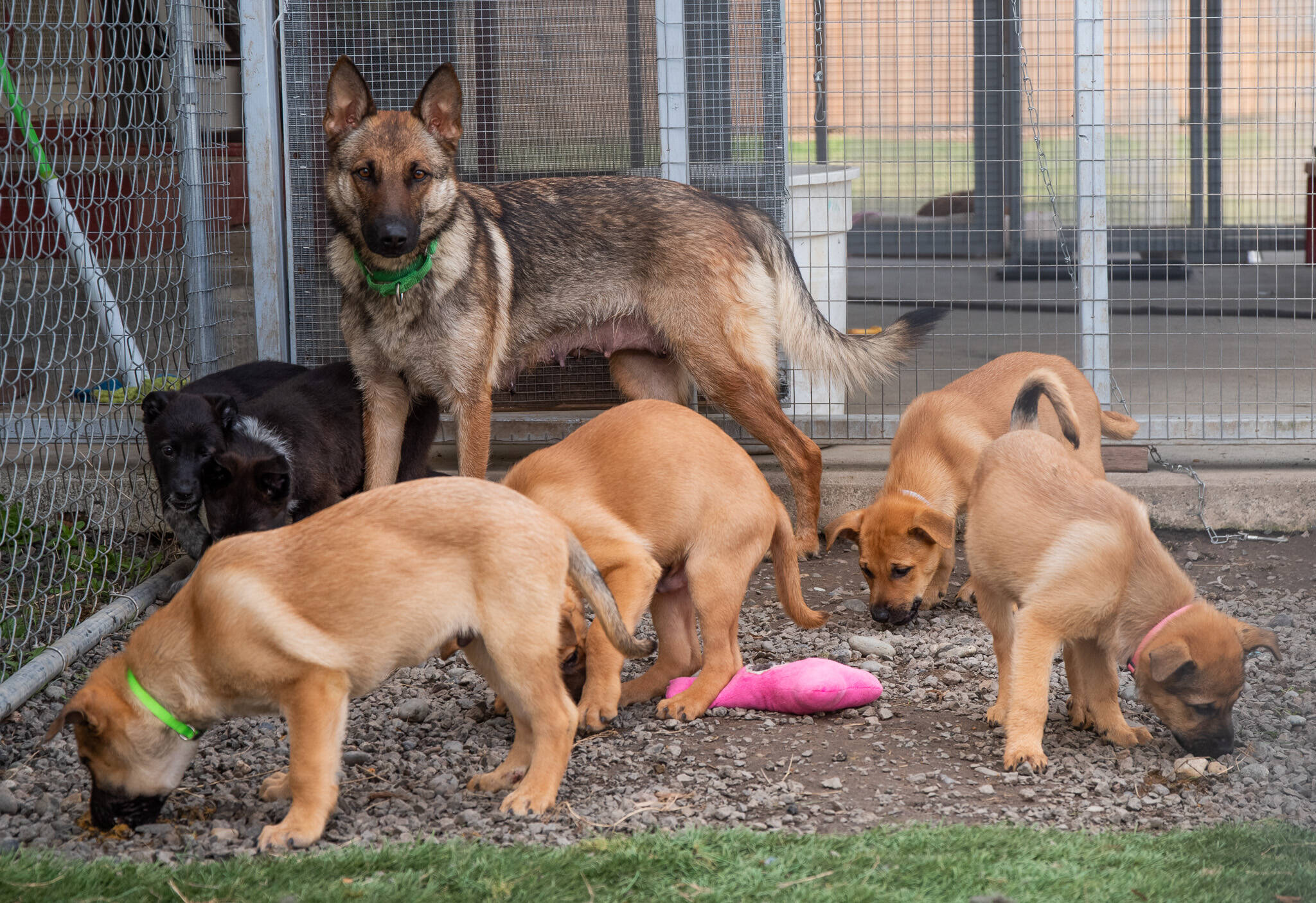Photos by Emily Matthiessen / Olympic Peninsula News Group
The German shepherd mix, Phoenix, was rescued and transported to Olympic Peninsula Humane pregnant with seven puppies. Some of the puppies will be up for adoption at an event at Best Friend Nutrition in Sequim.