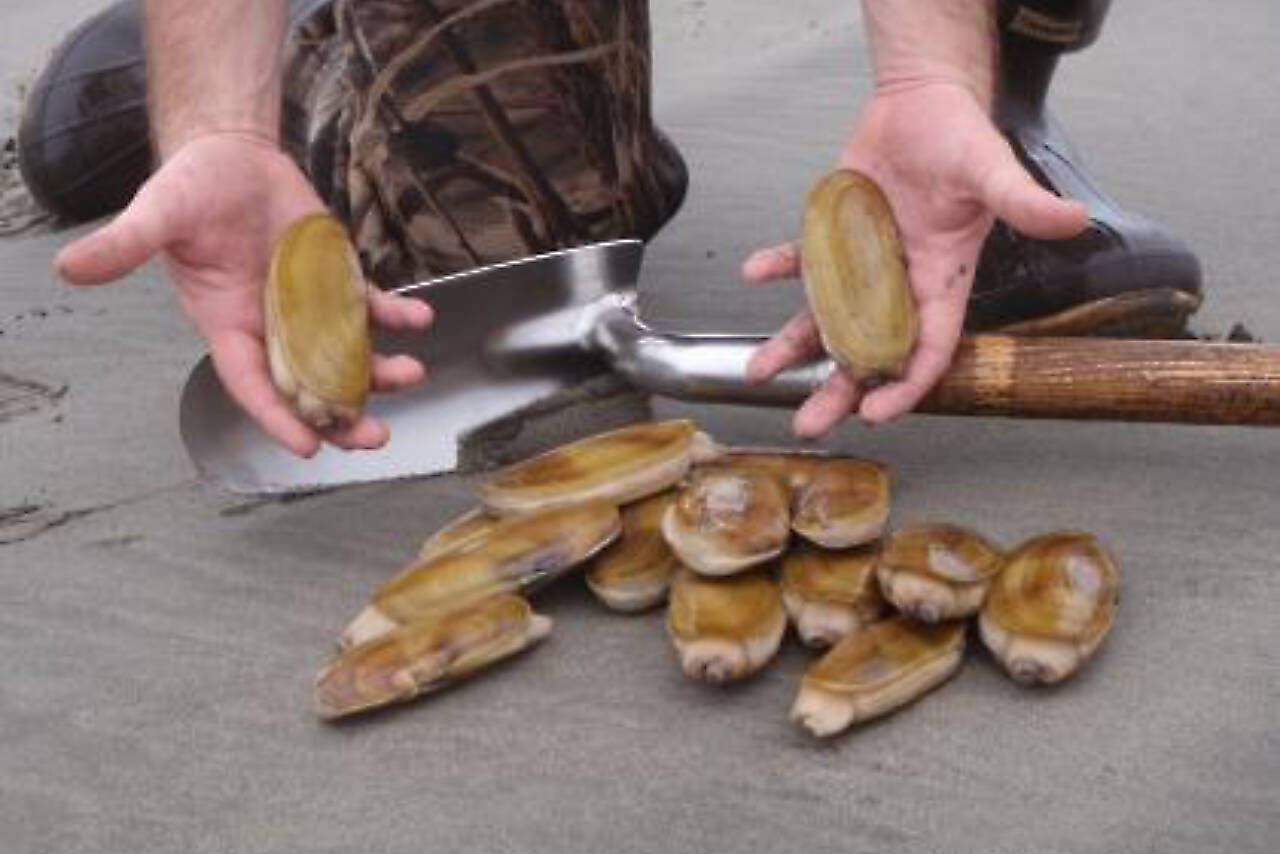 Razor clam digs on the outer Washington coast begin Thursday. (WDFW)