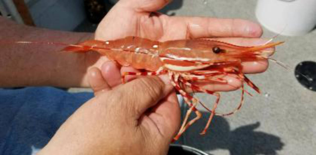 Spot Shrimp season opens May 25 through much of the Strait of Juan de Fuca and Puget Sounds. (WDFW)