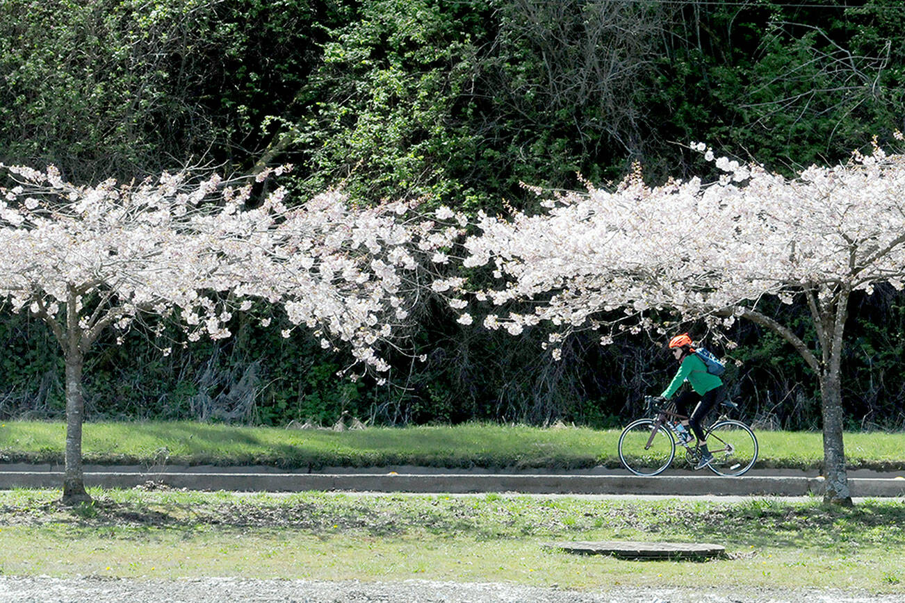 A bicyclist pedals along the Waterfront Trail near a stand of cherry blossoms in Port Angeles. As the calendar marches further into spring, trees and flowers are coming into bloom across much of the North Olympic Peninsula. (Keith Thorpe/Peninsula Daily News)
