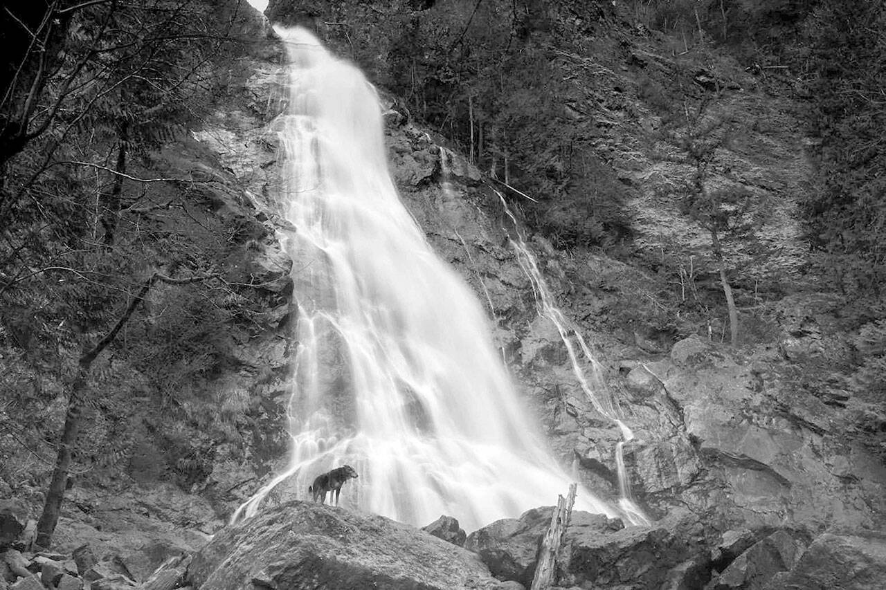 “Waterfall and Curious Dog,” one of the photos in the “Wet” exhibition in Port Townsend, resulted from Alisa Steck’s visit to Rocky Brook Falls in Brinnon. photo by Alisa Steck