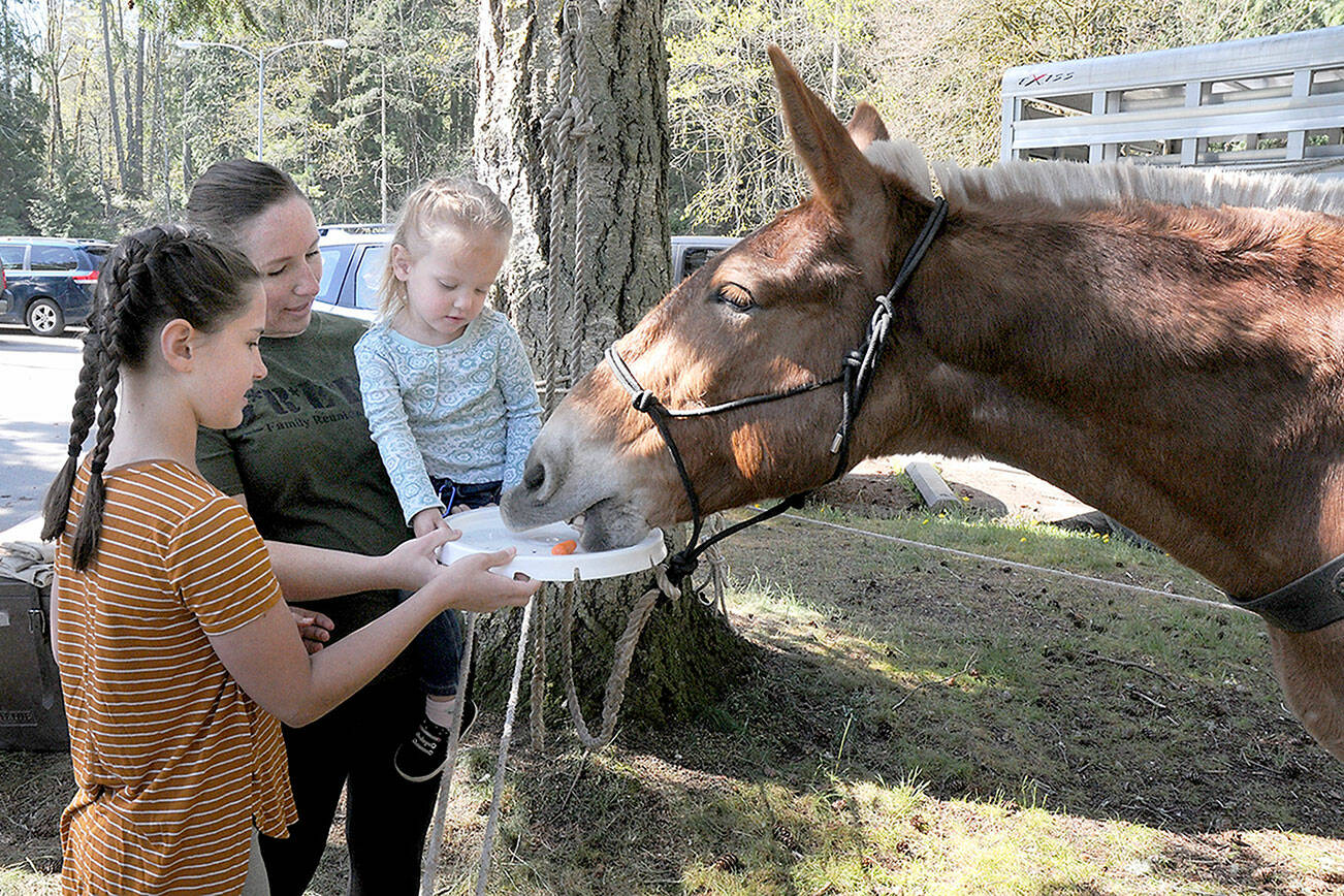 Kylie Jenkins of Mesa, Ariz., along with her children, Embree Jenkins, 11, left, and Tenney Jenkins, 2, feed a carrot to Poncho, an Olympic National Park trail mule, during Junior Ranger Day at the Olympic National Park visitor center on Saturday in Port Angeles. The event, part of the nationwide National Park Week, was designed to expose youth and adults to the outdoors experience and learn about what the national park system has to offer. (Keith Thorpe/Peninsula Daily News)