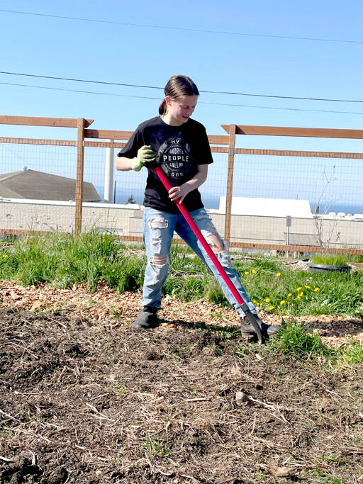 Port Angeles High School junior Jamie Robinson is one of many students helping prepare the school’s community garden for a plant sale on Saturday. All proceeds will be dedicated to the school’s garden program. (Paula Hunt/Peninsula Daily News)