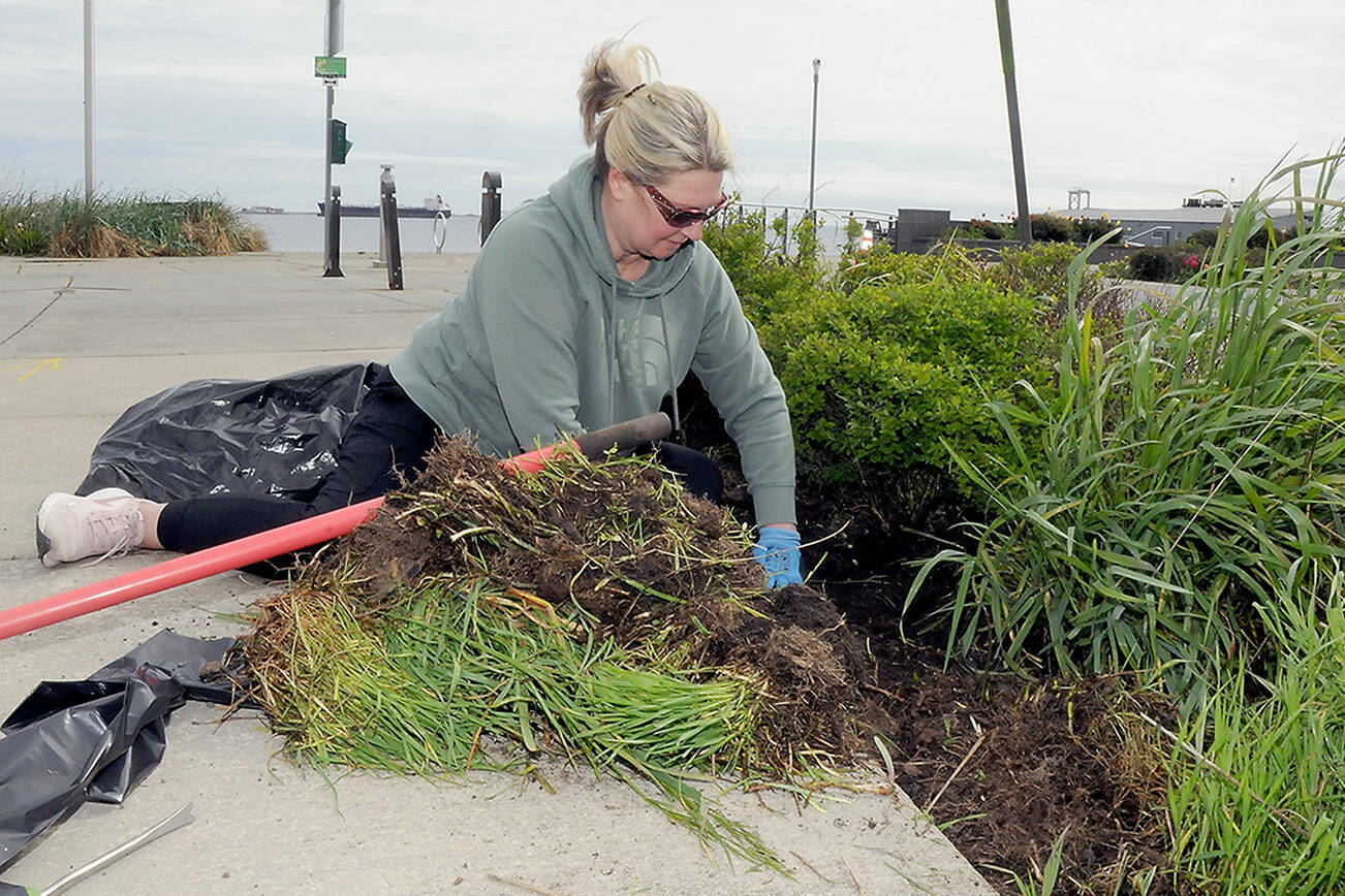 Greta Low of Agnew pulls weeds from the garden area at Pebble Beach Park next to the Field Arts & Events Hall in Port Angeles during Saturday’s third annual Big Spruce Up. About 75 people took part in the effort to tidy up portions of the downtown area in an event hosted by the Port Angeles Chamber of Commerce, PA Realty and ElevatePA. (Keith Thorpe/Peninsula Daily News)