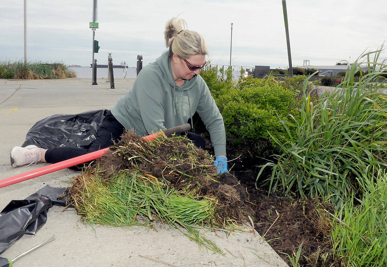 Greta Low of Agnew pulls weeds from the garden area at Pebble Beach Park next to the Field Arts & Events Hall in Port Angeles during Saturday’s third annual Big Spruce Up. About 75 people took part in the effort to tidy up portions of the downtown area in an event hosted by the Port Angeles Chamber of Commerce, PA Realty and ElevatePA. (Keith Thorpe/Peninsula Daily News)