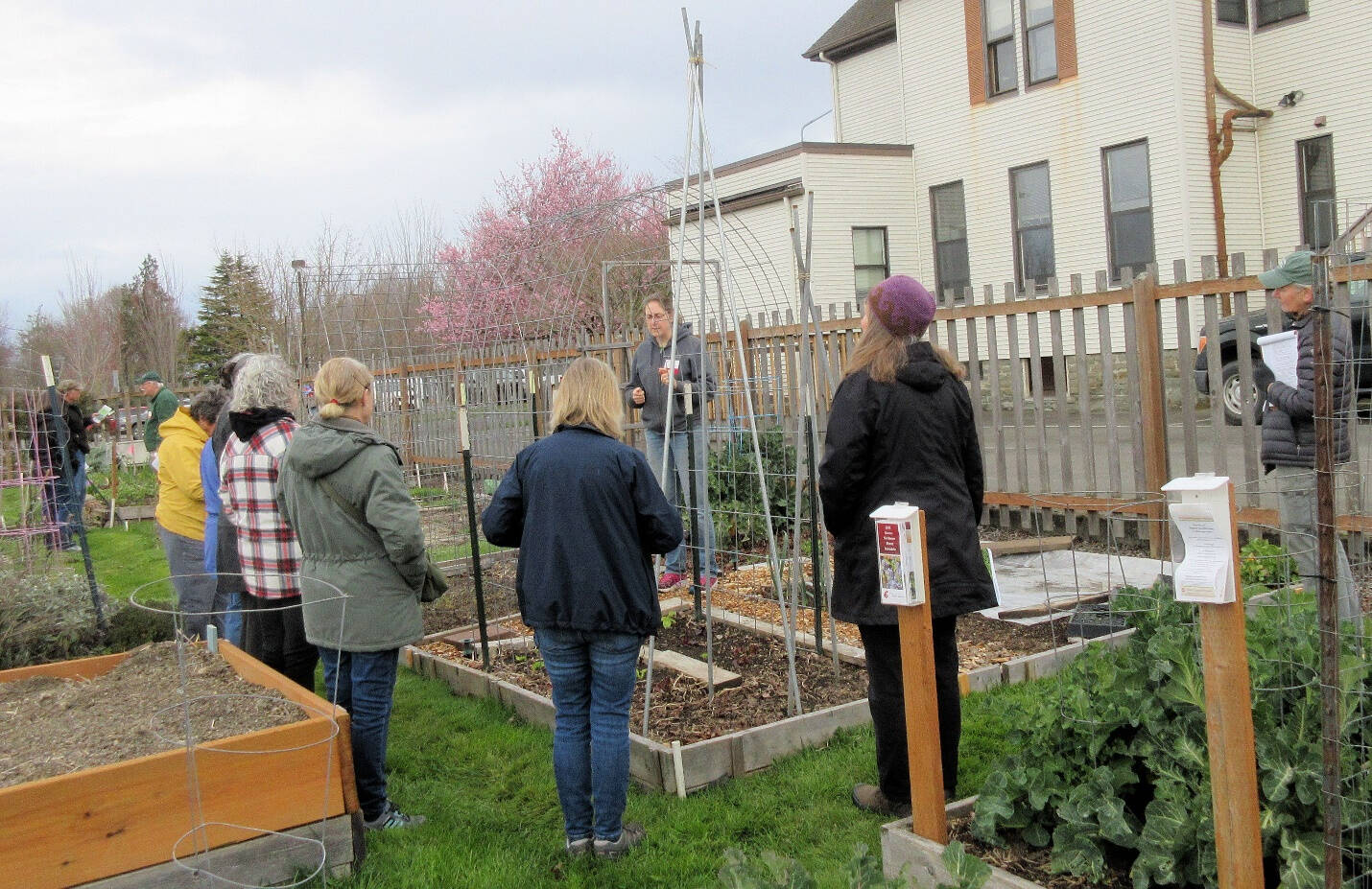 Clallam County Master Gardener Laurel Moulton in April addresses the reasons for organizing garden beds to enable crop rotation practices as shown here in Master Gardener north plots at the Fifth Street Community Garden in Port Angeles. (Photo by Audreen Williams)