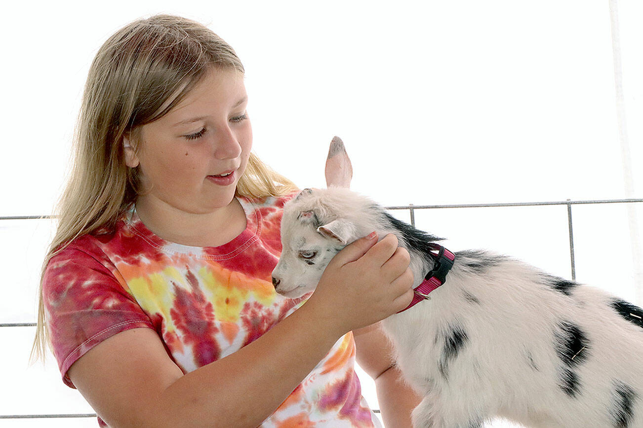 Aggy Huff of PA holds “Dallas" a Nigerian Dwarf Goat at the annual Shepherd’s Festival held at the Sequim Prairie Grange. She is inside a white tent. The festival was half inside the grange and half outside with many vendors with sheep, goats and llamas and related products. 			  Cyndie Stumbaugh who has directed the festival for years recalls that it started back in 1980 but missed the last three years because of COVID. This years revival of the festival was met with blue skies and many many visitors. Cyndie said. “It's excellent and I’m thrilled." dlogan