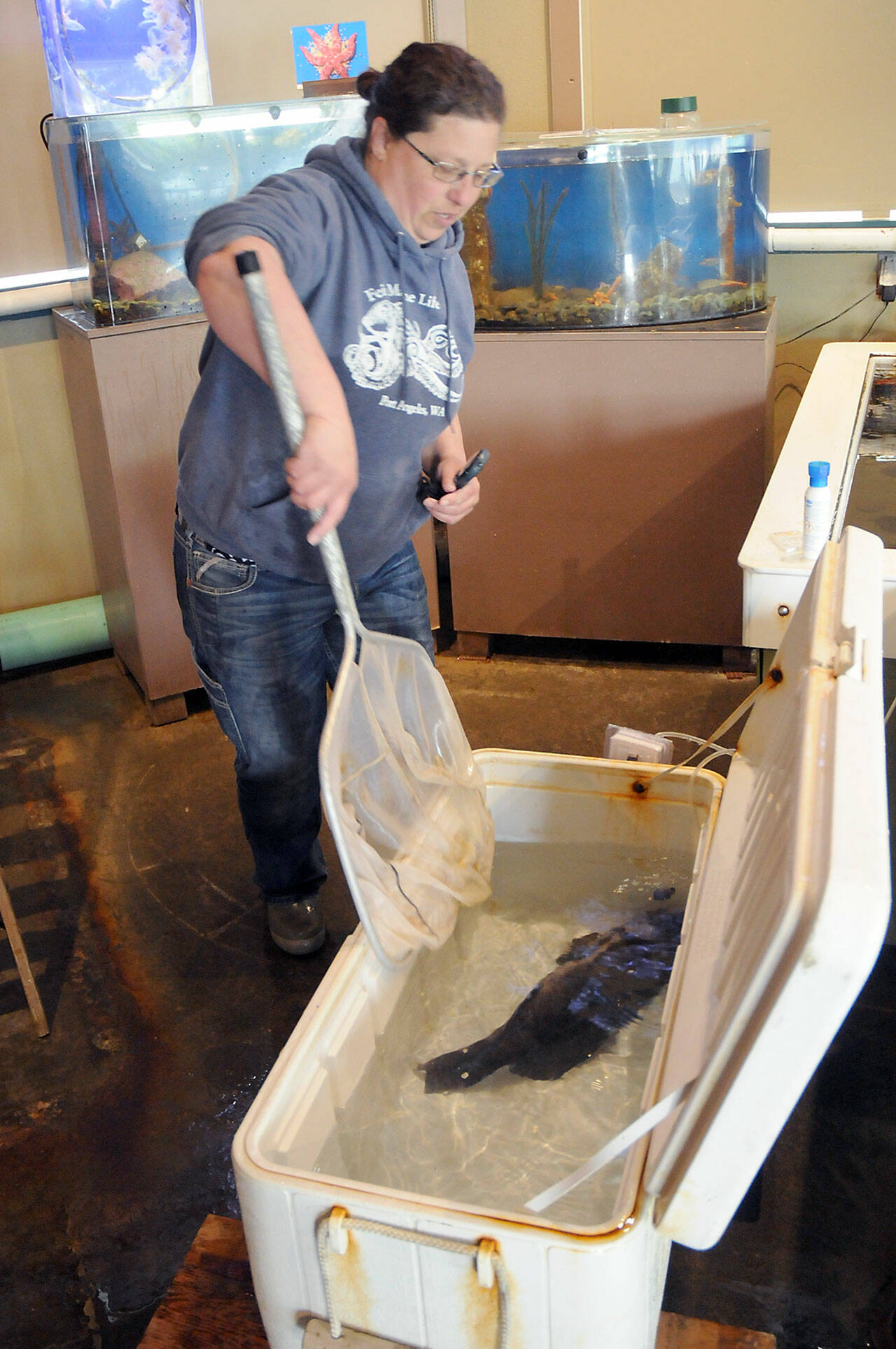 Feiro Marine Life Center facilities manager Tamara Galvin immerses the center’s black rockfish in a bath of fresh water to kill parasites before placing the fish in its new display tank. (Keith Thorpe/Peninsula Daily News)