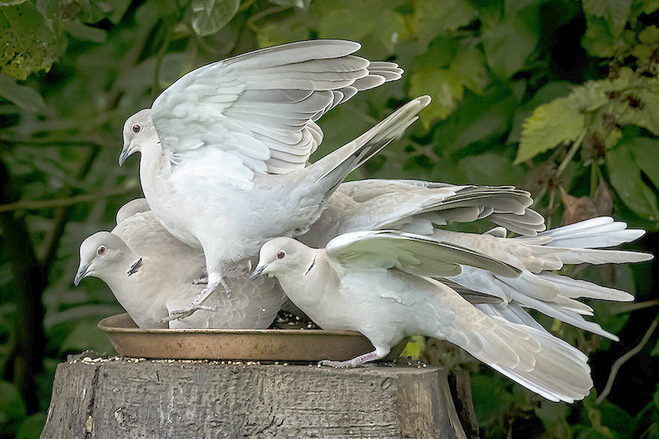“Neah Bay Doves” is among Kerry Tremain’s photos in “Outside In,” the large-scale exhibition to open today at Northwind Art’s Jeanette Best Gallery in downtown Port Townsend. (Kerry Tremain)