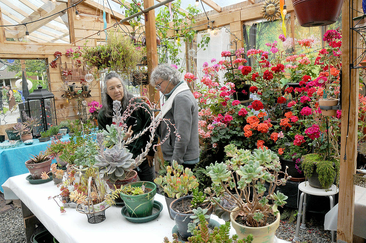 Master Gardener Program members Nancy Kohn, left, and Betsy Burlingame study a table of succulents in a greenhouse at Sanger Sterling Garden, owned by Tanya and David Unruh, in Happy Valley south of Sequim, a showcase stop on Saturday’s 28th annual Petals & Pathways home garden tour. The event was hosted by the Master Gardener Foundation of Clallam County. (Keith Thorpe/Peninsula Daily News)