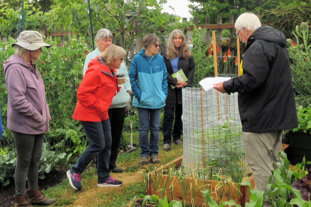 Clallam County Master Gardeners 
Bob Cain, far right, offers advice to participants at the June 10 Second Saturday Garden Walk. He will be among those teaching at the garden walk on Saturday.