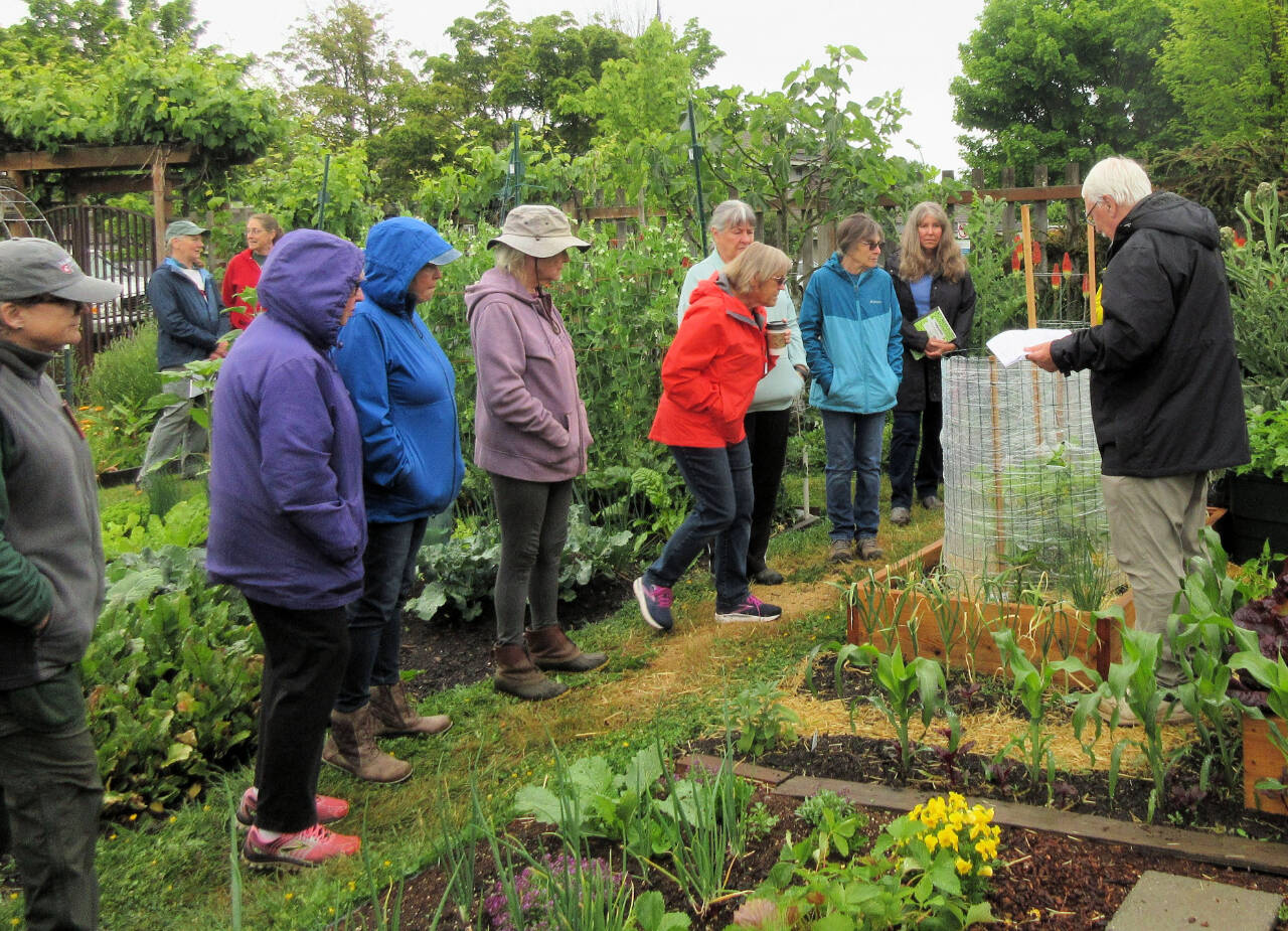 Bob Cain, far right, offers advice to participants at June 10 Second Saturday Garden Walk. Learn from WSU Extension Master Gardeners Jan Bartron, Bob Cain, Laurel Moulton, and Audreen Williams on Saturday, July 8. (Photo courtesy of Clallam County Master Gardeners)