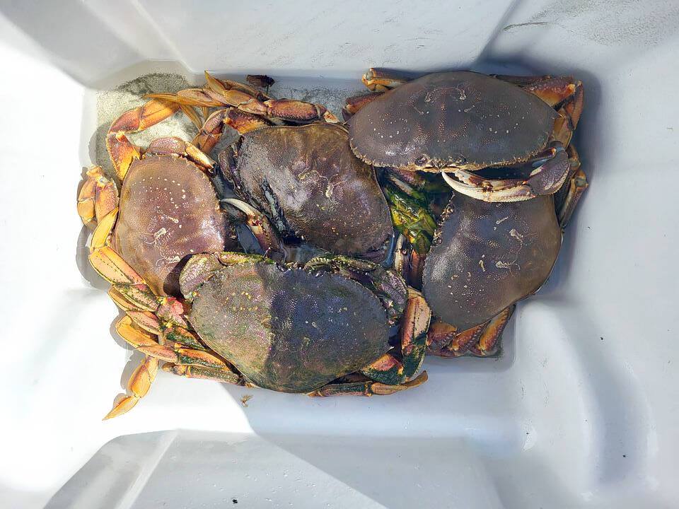 Crabbers hauled in limits of Dungeness crab like this around the North Olympic Peninsula during the opening weekend of the summer recreational crabbing season.