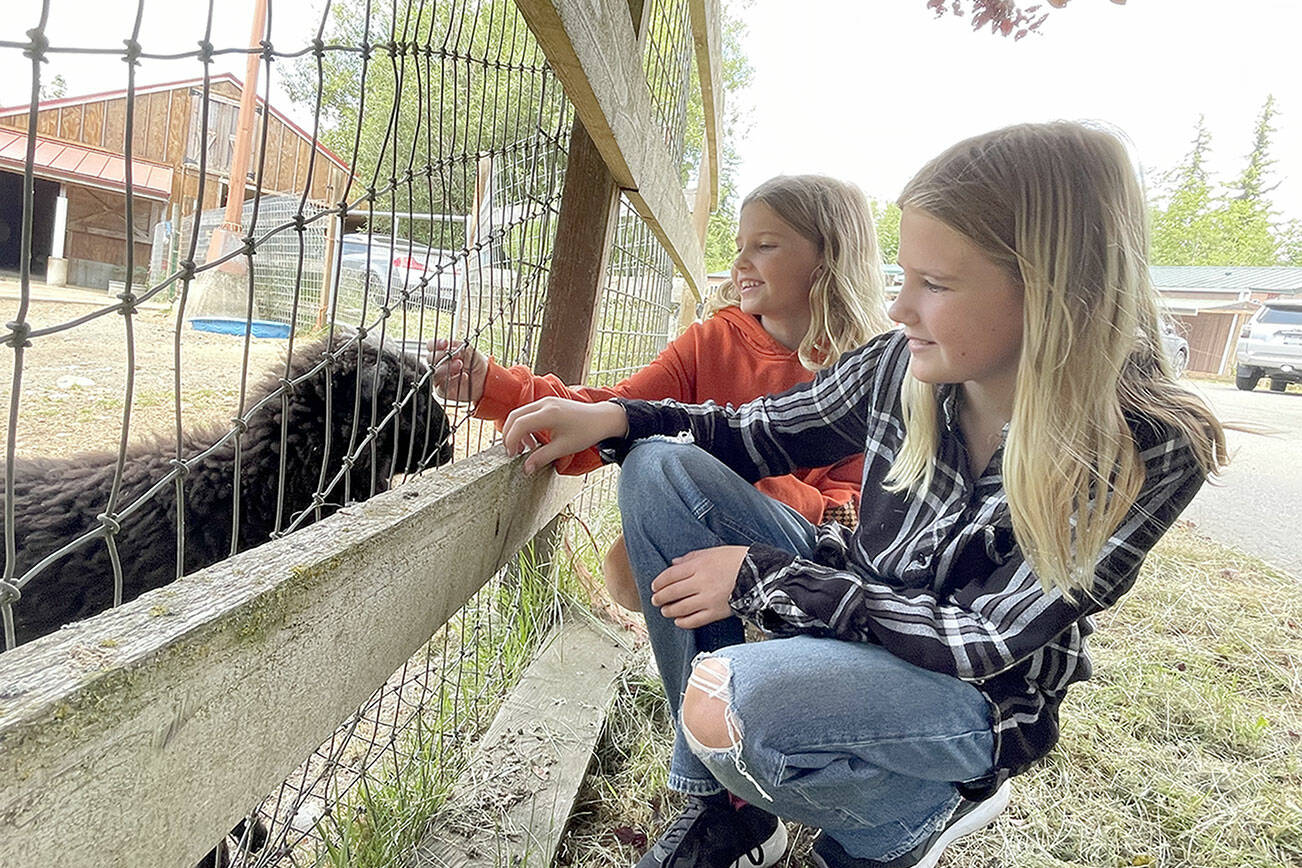 Skylar, 8, left, and Farra Grieves, 10, pet Joaquin the lamb Saturday at Center Valley Animal Rescue’s open house. The nonprofit takes in and rehabilitates pets, livestock, birds and wildlife at its 30-acre facility in Quilcene. It acquired Joaquin, who has a facial deformity, when he was rejected by his mother at birth. (Paula Hunt/Peninsula Daily News)