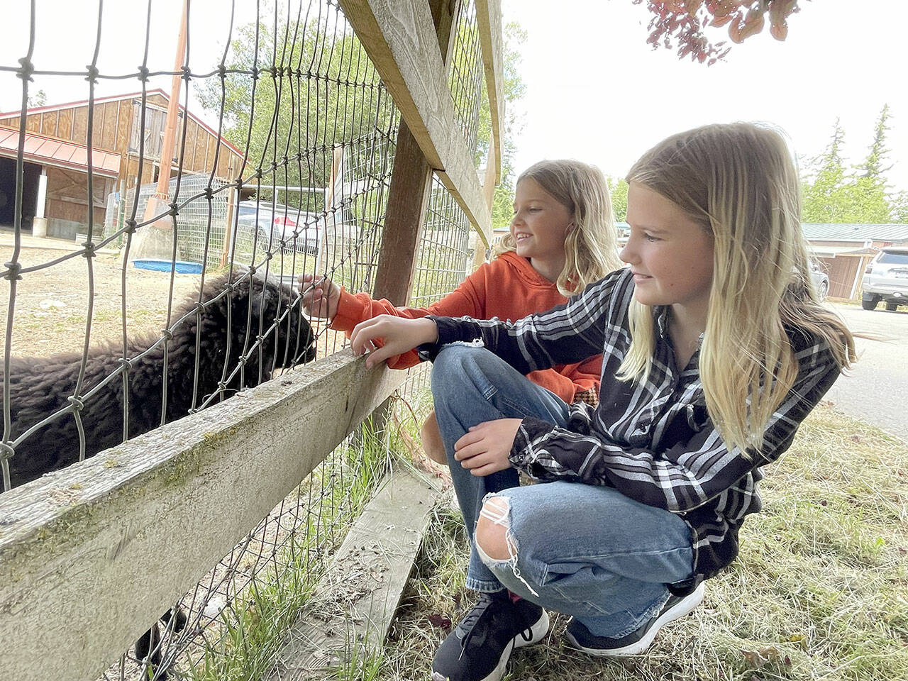 Skylar, 8, left, and Farra Grieves, 10, pet Joaquin the lamb Saturday at Center Valley Animal Rescue’s open house. The nonprofit takes in and rehabilitates pets, livestock, birds and wildlife at its 30-acre facility in Quilcene. It acquired Joaquin, who has a facial deformity, when he was rejected by his mother at birth. (Paula Hunt/Peninsula Daily News)