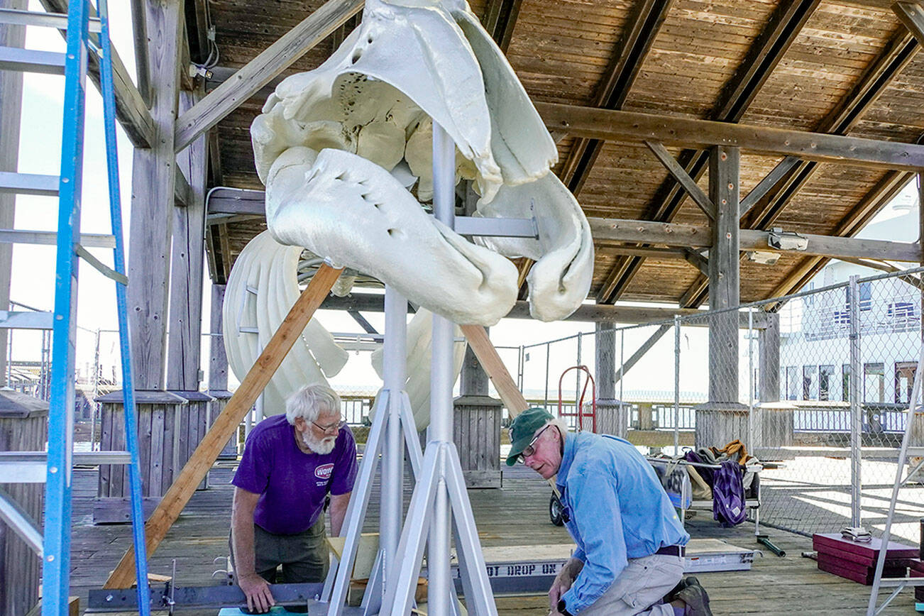 Ric Brenden, left, and Les Schtick, volunteers with the Port Townsend Marine Science Center, work on Thursday to build a permanent platform for Gunther, a gray whale that washed ashore on a beach in Port Ludlow four years ago. The completed skeleton will take a few more weeks to assemble in order to be ready for a new, free public educational display on Union Wharf in downtown Port Townsend. (Steve Mullensky/for Peninsula Daily News)