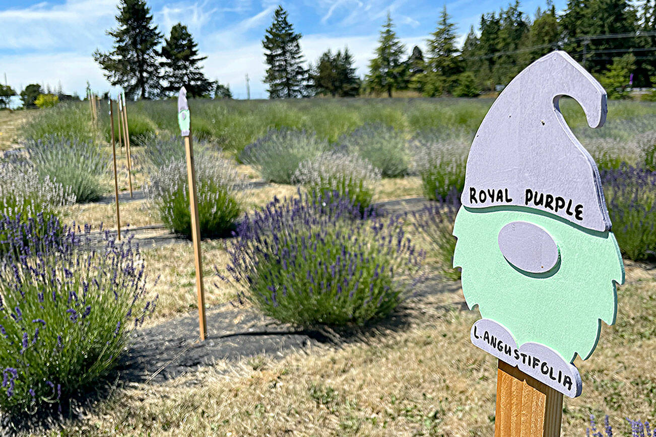 Gnomes are a constant theme at Gnomelicious Lavender Farm, including on placards in the U-cut lavender fields by the entrance to the farm. “We wanted to have something fun and playful with a relaxed vibe,” said the farm’s co-owner, Ashley Reddicks. (Matthew Nash/Olympic Peninsula News Group)