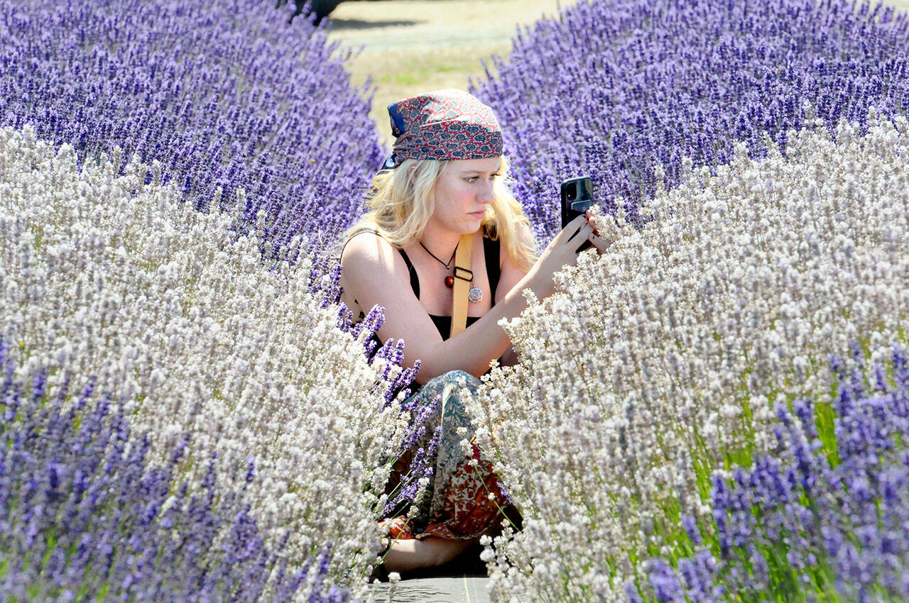 Emma Carter of Boulder, Colo., sits between rows of lavender, hoping to get photos of bees on Saturday at the B & B Family Farm near Carlsborg, a participating farm in the upcoming Lavender Weekend. (Keith Thorpe/Peninsula Daily News)