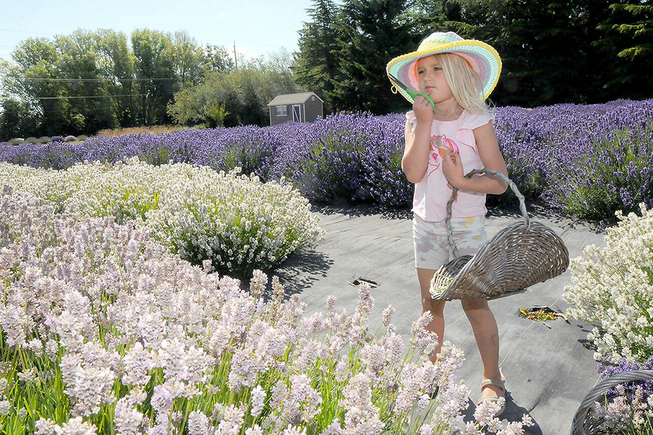 KEITH THORPE/PENINSULA DAILY NEWS
Varia Miller, 5, of Issaquah, decides which row of lavender to visit next for picking during a visit on Friday to Lavender Connection, one of 18 farms taking part in Lavender Weekend in and around Sequim. The annual celebration of Lavender continues on Sunday. In addition to tours, the 2023 Sequim Lavender Festival in the Park will be open from 9 a.m. to 7 p.m. today and from 9 a.m. to 5 p.m. Sunday in Carrie Blake Park, 202 N. Blake Ave.