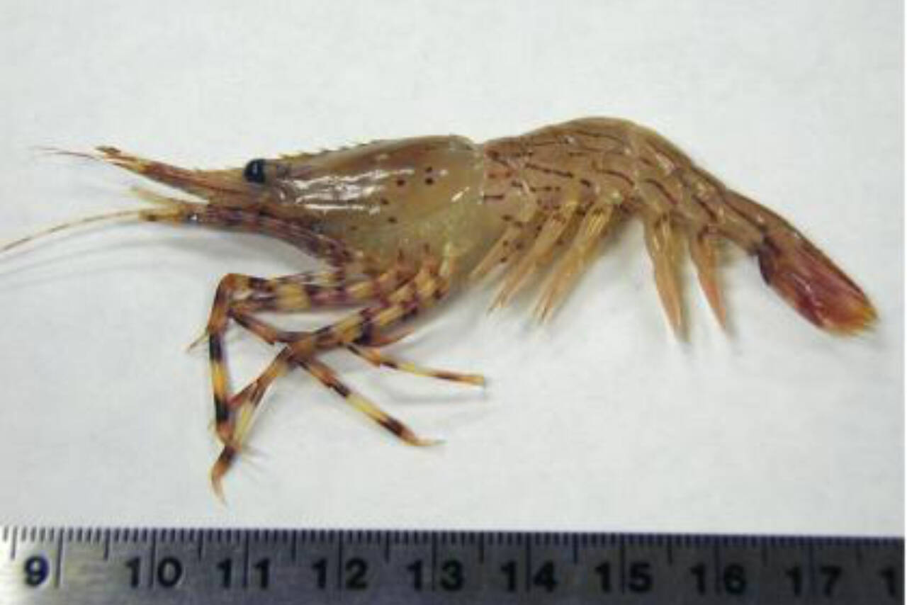 A Puget Sound coonstripe dock shrimp. (Washington Department of Fish and Wildlife)