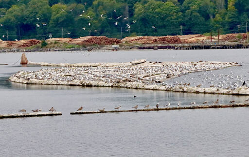 Thousands of seagulls roost and fly near a log boom inside the Port Angeles Harbor earlier this week. This view is looking south from Ediz Hook toward the city. (Dave Logan/for Peninsula Daily News)