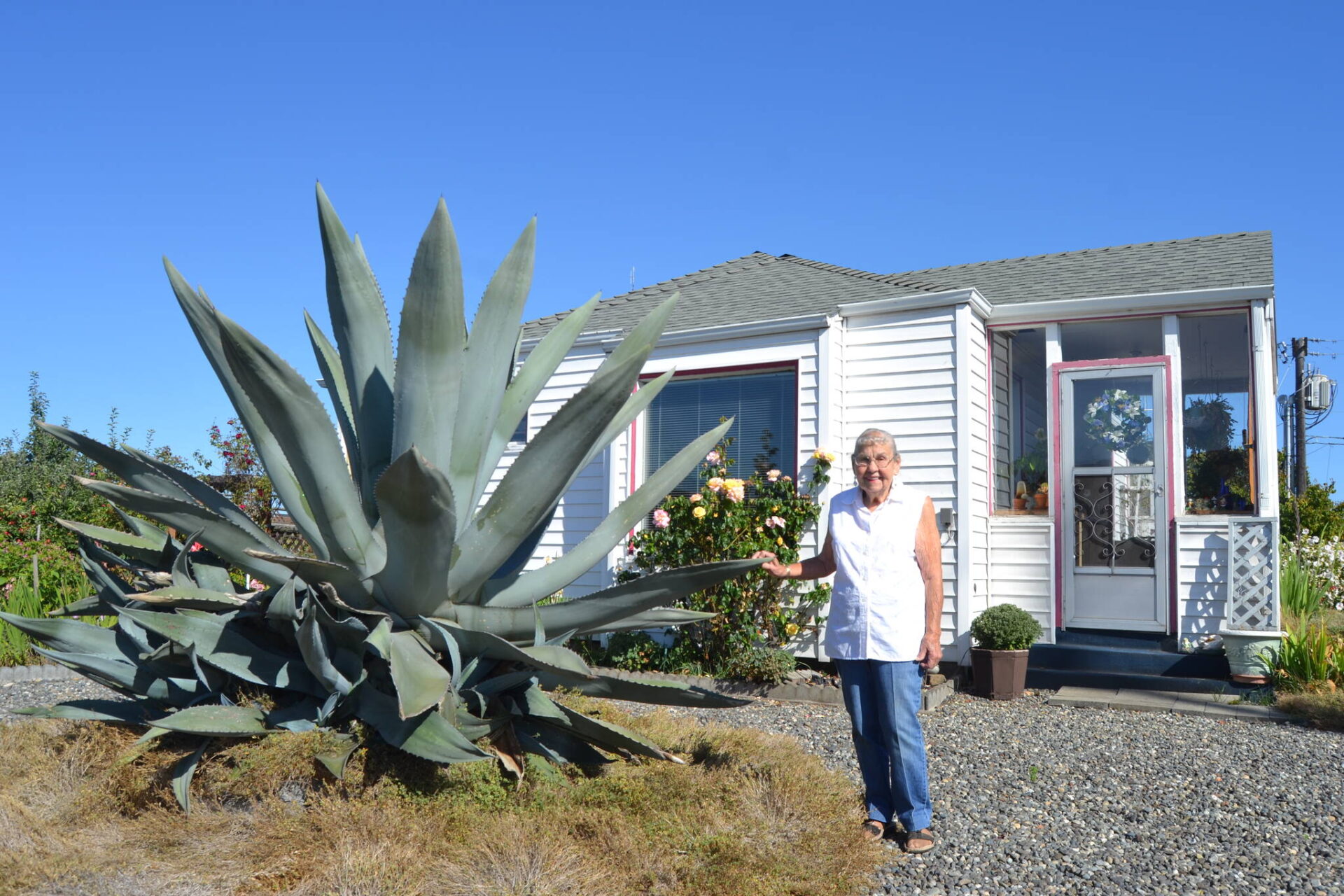 Agave plant getting ready to bloom after nearly 30 years Peninsula
