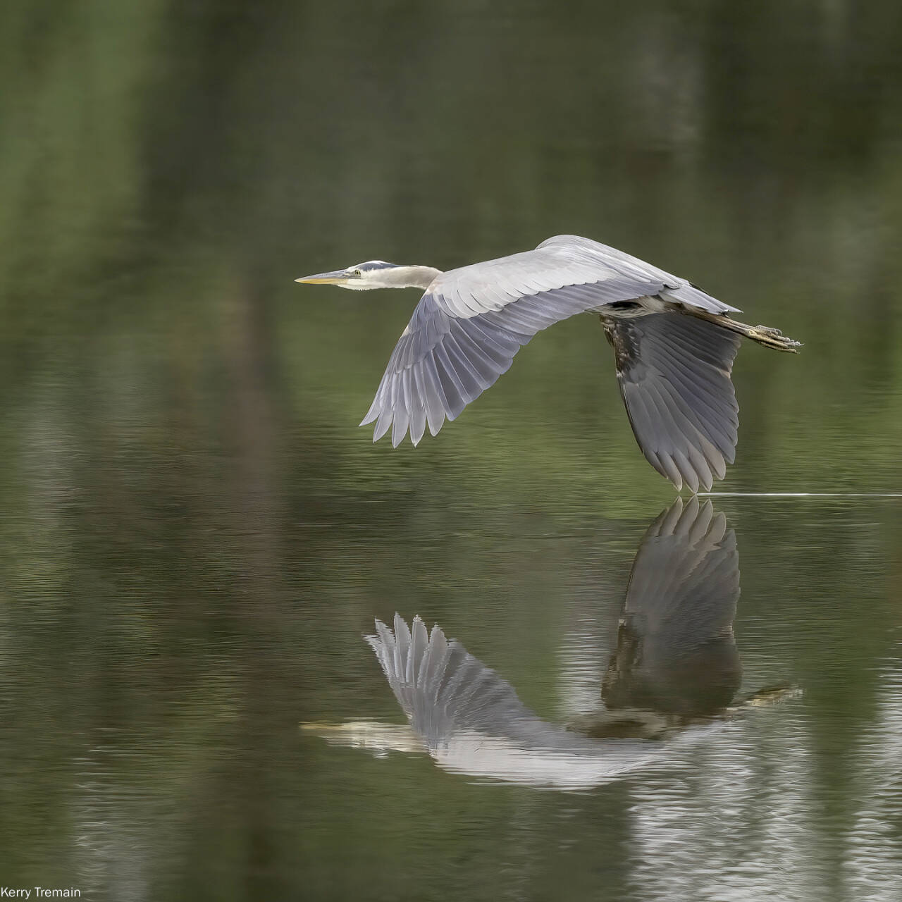 “Gliding Great Blue Heron” by Kerry Tremain pictures one of the scores of avian species at Kah Tai Lagoon. The nature park is the topic of a free illustrated talk today at Port Townsend’s Jeanette Best Gallery. (KERRY TREMAIN)