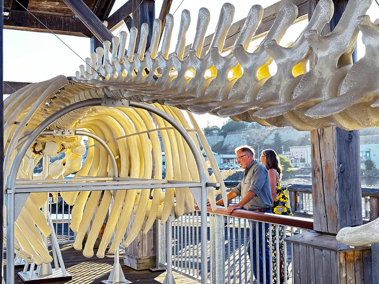 Visitors to Union Wharf in downtown Port Townsend read information about a North Pacific gray whale that was stranded on a beach in Port Ludlow and died in 2019 as they look at a display of the 42-foot whales skeleton on Union Wharf in Port Townsend. (Steve Mullensky/for Peninsula Daily News)
