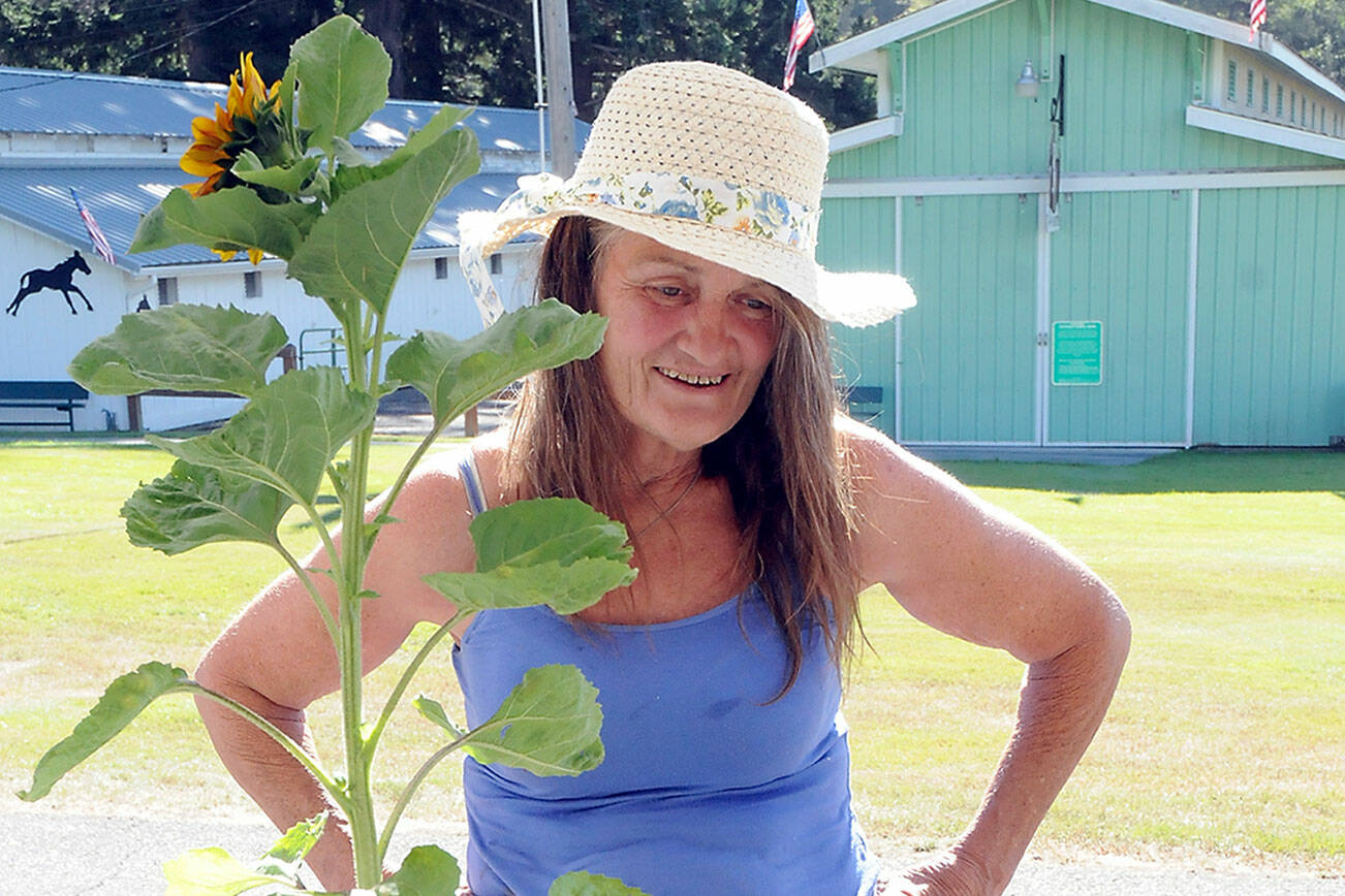 Brigette Buckley of Sequim checks in her sunflowers for early judging on Wednesday at the Clallam County Fair in Port Angeles. (Keith Thorpe/Peninsula Daily news)