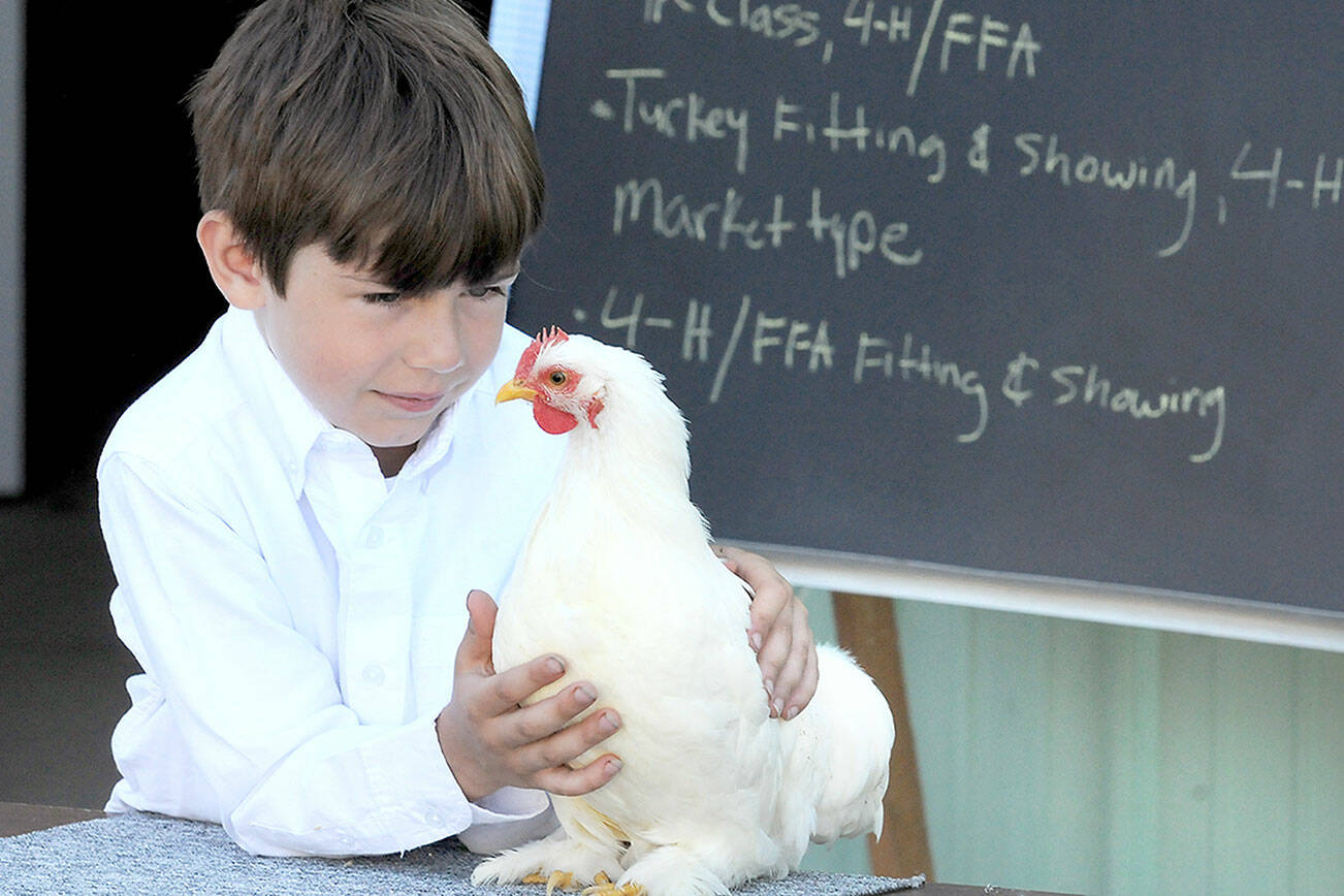 Rowan Geraco, 6, of Port Angeles, a member of the East Clallam County 4H Livestock Club, shows his white Cochin chicken for judging on Thursday at the Clallam County Fair in Port Angeles. (Keith Thorpe/Peninsula Daily News)