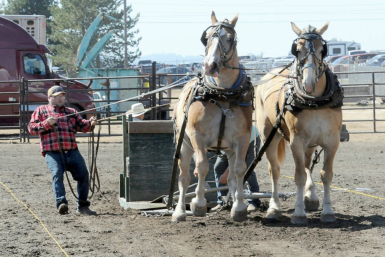 Jeff Lee of Vancouver, Wash., controls a pair of draft horses during a power pulling demonstration on Friday in the grandstand arena at the Clallam County Fair. (Keith Thorpe/Peninsula Daily News)