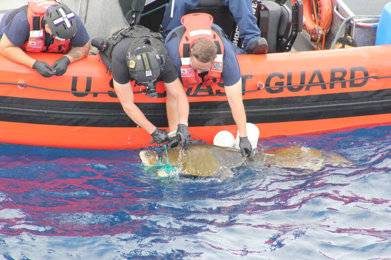 Active crew members rescue loggerhead sea turtles that had become tangled in fishing gear during their 58-day counternarcotics patrol.