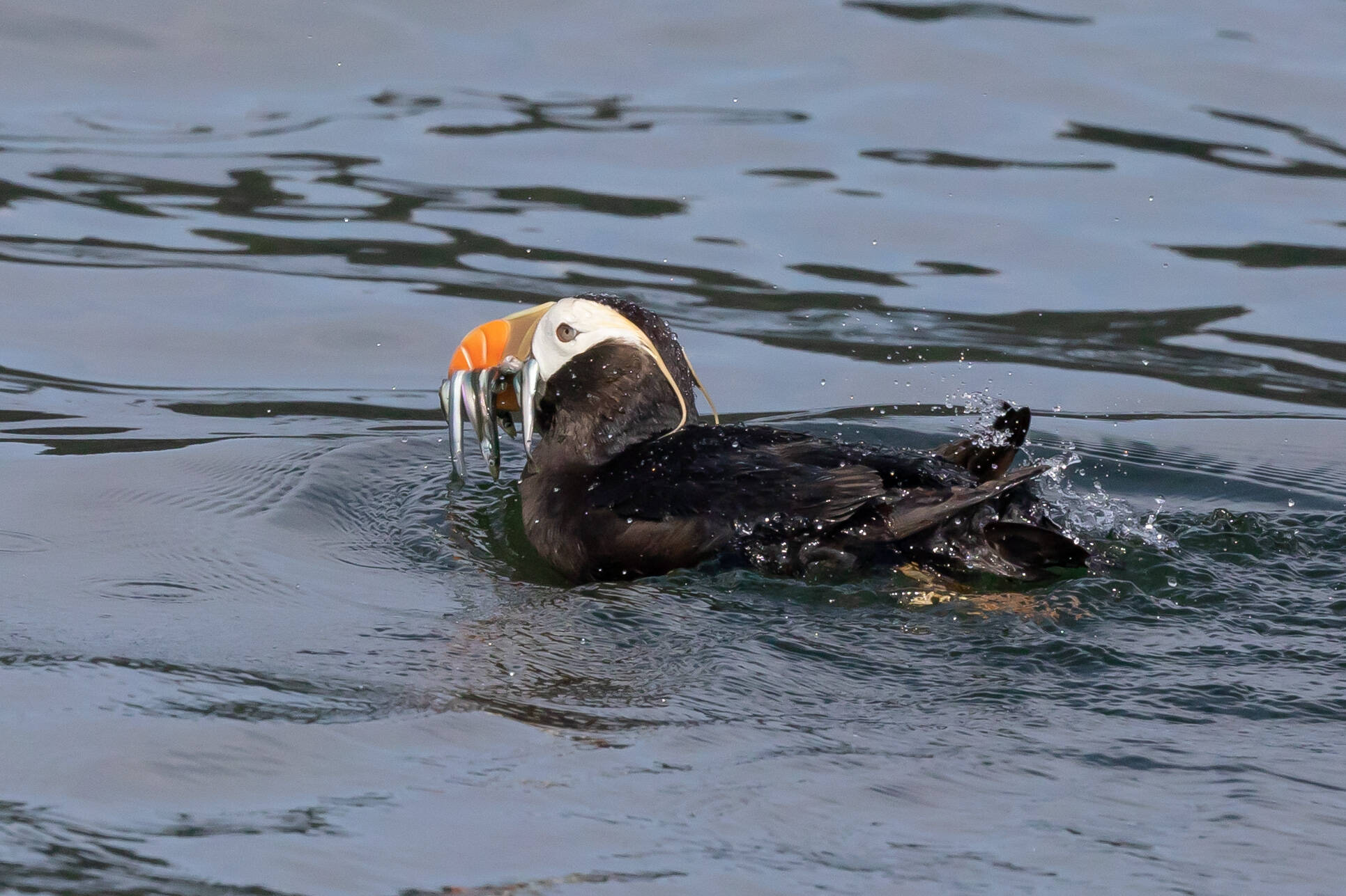 A tufted puffin can hold many fish in its beak with a raspy tongue before carrying them to its cliffside burrows to feed its puffling. Both parents take turns raising the single puffling. If the puffling dies, the mother does not have the capacity to lay another egg that year, according to Peter Hodum, professor at the University of Puget Sound. (Photo courtesy of Scott Pearson)