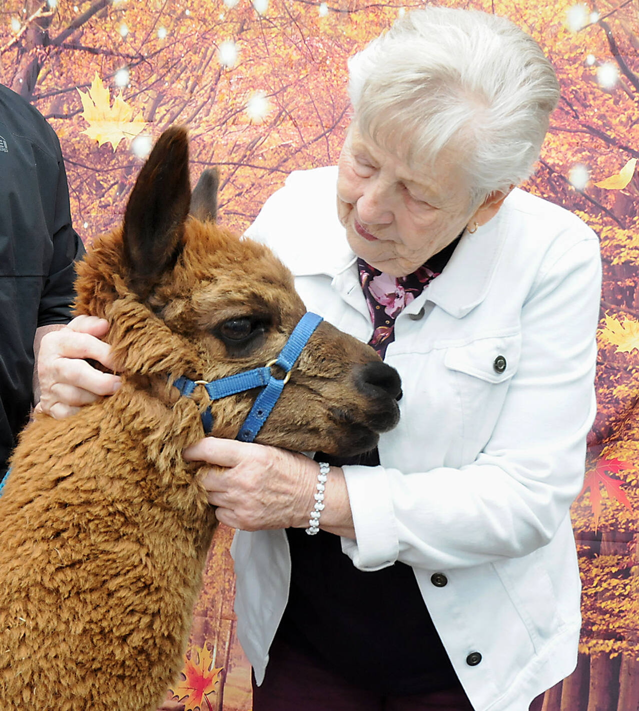 Darlene Pittsley of Port Angeles gives some attention to Rosie, an alpaca, during a fundraising flea market to benefit the non-profit Olympic Peninsula Llama/Alpaca Rescue on Saturday at the Moose Lodge in Port Angeles. The three-day event, which also featured live demonstrations and photos with alpacas, was scheduled to correspond with National Alpaca Farm Days. (Keith Thorpe/Peninsula Daily News)